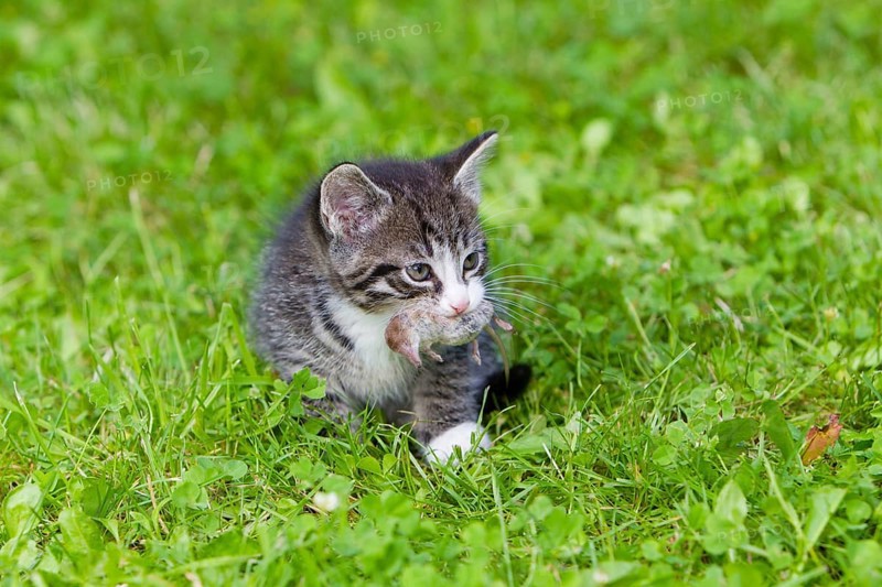 House cat, Kitten with mouse, tabby mackerel