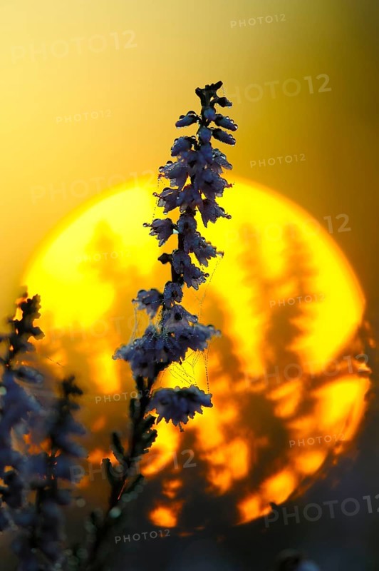 Common heather, Westruper Heide nature reserve, North Rhine-Westphalia, Germany, Europe