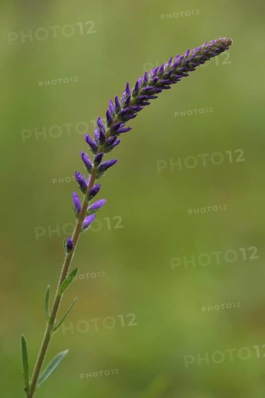 Spiked speedwell (Veronica spicata), stem, bent, Ständelberg, Rammersberg, Mäusberg, Karlstadter Trockengebiete, Wiesenfeld, Karlstadt, Main, Lower Franconia, Franconia, Bavaria, Germany, Europe