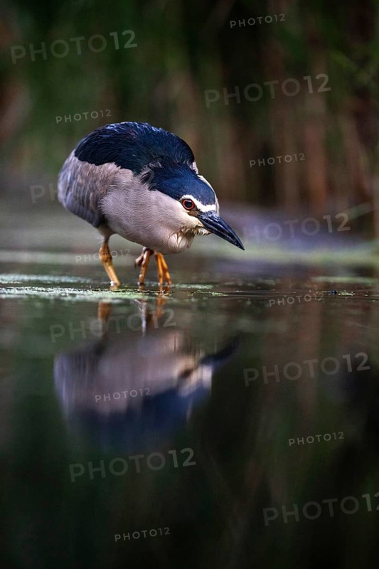 Black crowned night heron (Nycticorax nycticorax) foraging in the water, Pusztaszer, Hungary, Europe