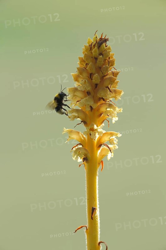 Bumblebee pollinating a yellow freckle (Orobanche lutea), pollination, Grainberg-Kalbenstein, Karlstadter Trockengebiete, Karlstadt, Main, Lower Franconia, Franconia, Bavaria, Germany, Europe