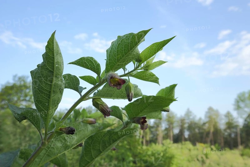 Black belladonna (Atropa belladonna), evening primrose, Reichenbacher Kalkberge, Reichenbach, Hessisch Lichtenau, nature park Park, Frau-Holle-Land, Hesse, Germany, Europe