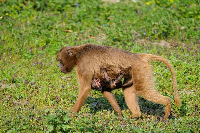 Djeladas (Theropithecus gelada) female with young, blood-breasted baboon, lateral view