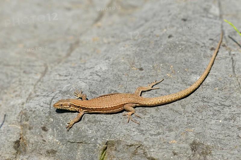 Wall lizard, North Rhine-Westphalia, Germany, Europe
