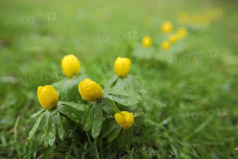 Group of Southern European winter aconite (Eranthis hyemalis) with water droplets, Luisenpark, Mannheim, Hesse, Germany, Europe