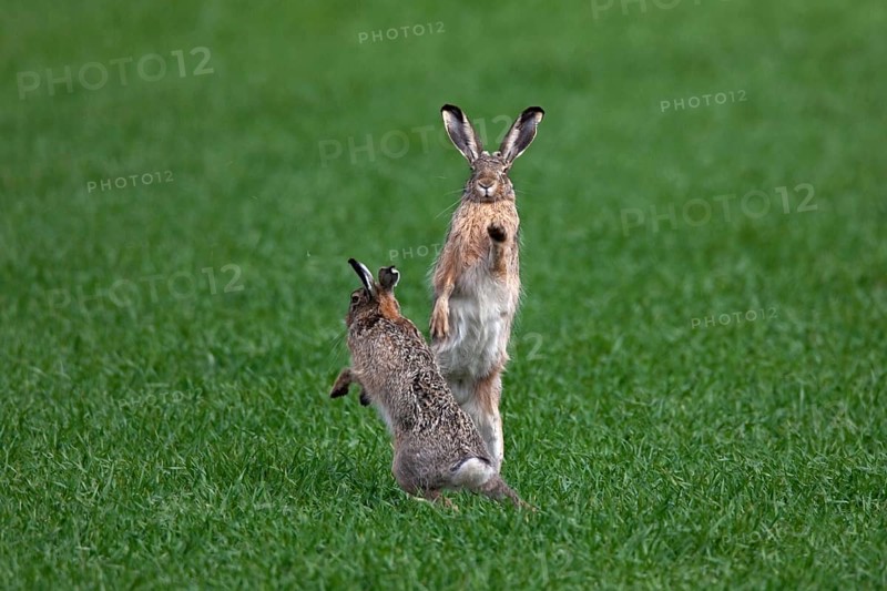 European hares (Lepus europaeus) boxing, fighting in the field during the breeding season, Germany, Europe