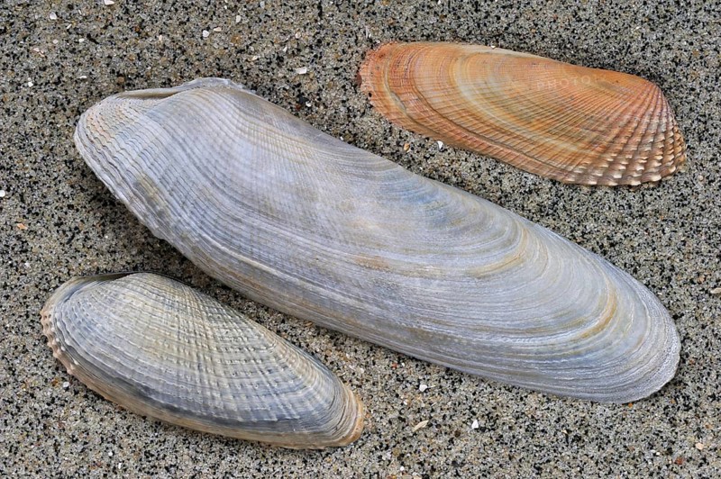 Pholadidae on the beach with shells of Common common piddock (Pholas dactylus), American false angelwing (Petricola pholadiformis) and White Piddock (Barnea candida)