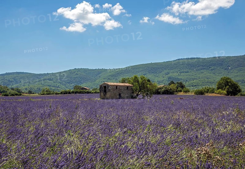 Old stone house with tree in lavender field, flowering true lavender (Lavandula angustifolia), on the D4100 near Cereste, Provence-Alpes-Cote d Azur, Provence, South of France, France, Europe
