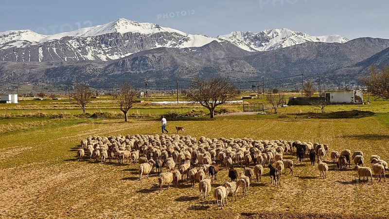 Flock of sheep, shepherd, green meadows, fields, trees, spring, Dikte massif, snow-capped mountains, Lassithi plateau, Lassithi, East Crete, island of Crete, Greece, Europe