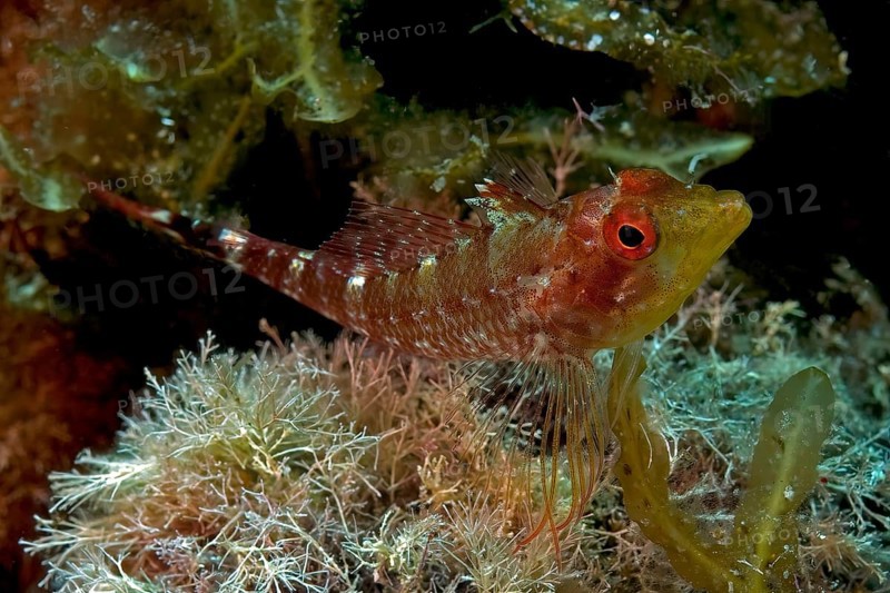 Black-faced blenny (Tripterygion delaisi), Mediterranean Sea, Elba, Tuscany, Italy, Europe