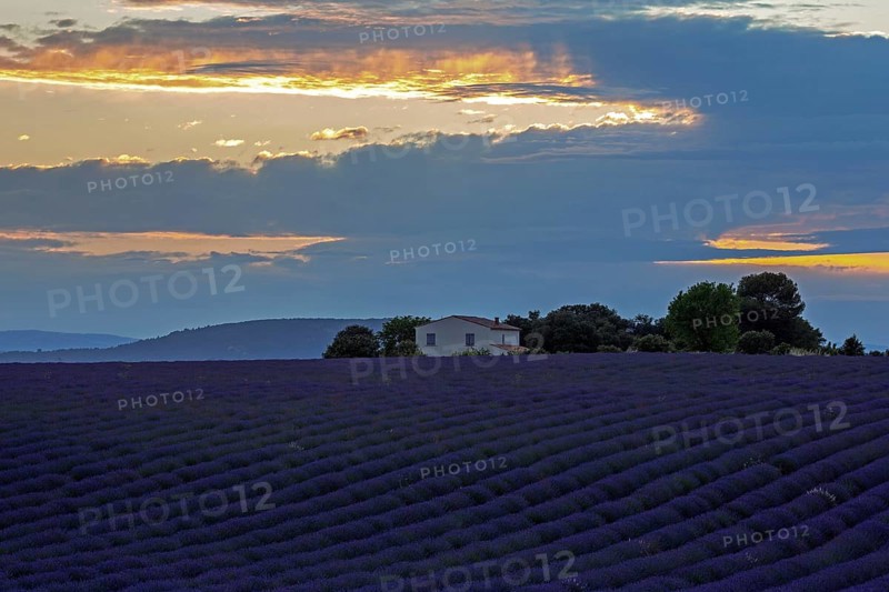Lavender field with house, flowering true lavender (Lavandula angustifolia), evening light, near Valensole, Provence, Provence-Alpes-Cote d Azur, South of France, France, Europe