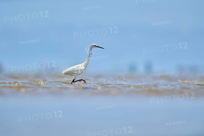 Little egret (Egretta garzetta) walking at the shore, hunting, sea, ebro delta, Catalonia, Spain, Europe