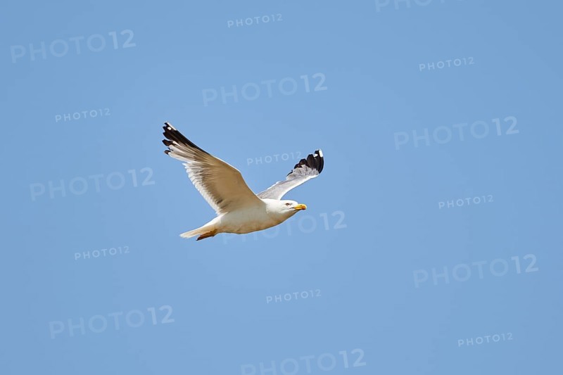 Yellow-legged gull (Larus michahellis) flying in the sky, ebro delta, Catalonia, Spain, Europe