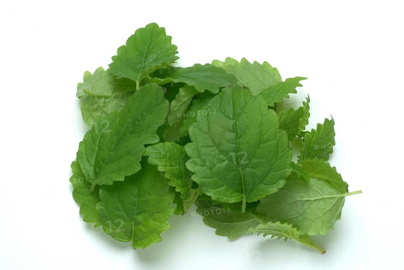 Lemon balm (Melissa officinalis) or melissa, family of the labiates, the foliage leaves, Melissae folium, are used as pharmaceutical drug, medicinal plant of the year 1988