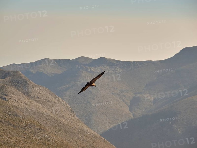 Vultures in flight, Mountains, Samaria Gorge, Omalos, Lefka Ori, White Mountains, West Crete, Island of Crete, Greece, Europe