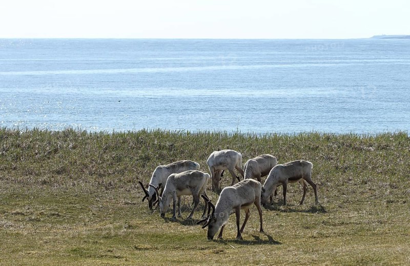 Reindeer (Rangifer tarandus) small herd foraging in the tundra on the shore of the Barents Sea, Northern Norway, Scandinavia