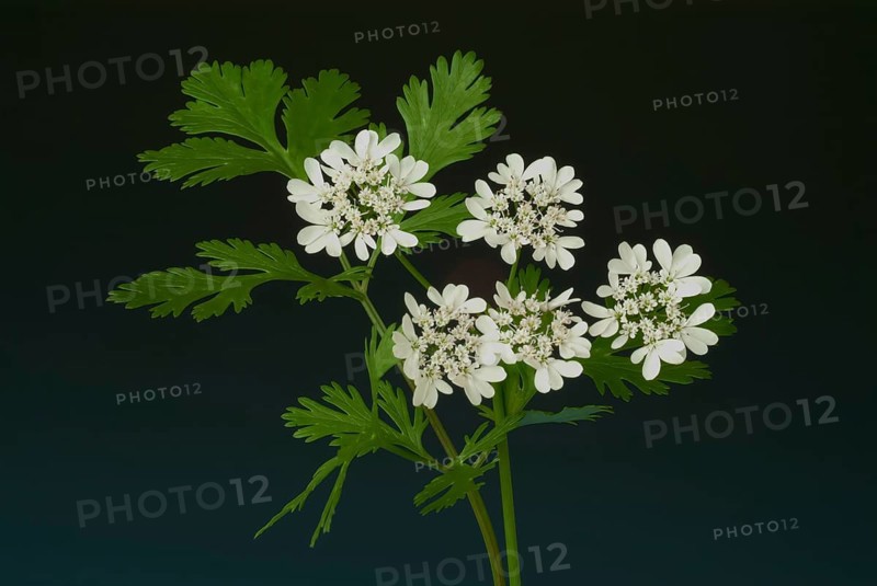 Coriander (Coriandrum sativum) (umbelliferae), leaves, flowers, plant species in the family, used as a spice and medicinal plant
