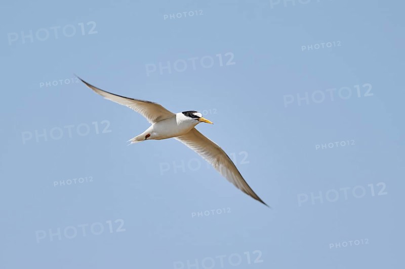 Little tern (Sternula albifrons) flying in the sky, hunting, ebro delta, Catalonia, Spain, Europe