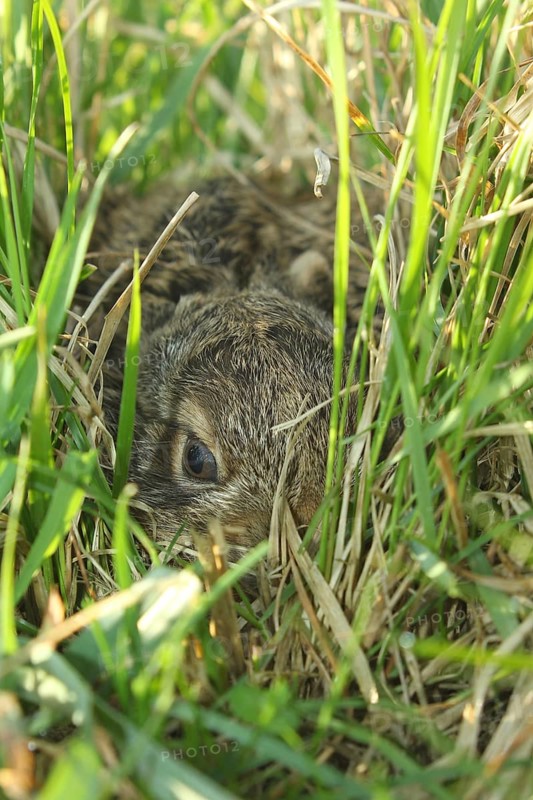 European hare (Lepus europaeus) few days old young animal in high grass, Lower Austria, Austria, Europe