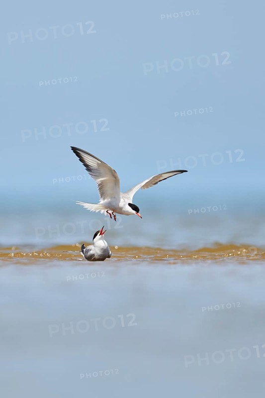 Elegant tern (Thalasseus elegans) flying in the sky above the sea, hunting, ebro delta, Catalonia, Spain, Europe