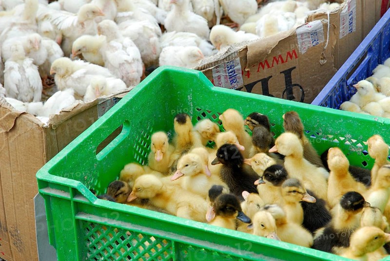 Chicken chicks, domestic chicken, domestic duck, ducklings, market, Ürgüp, Cappadocia, Turkey, Asia
