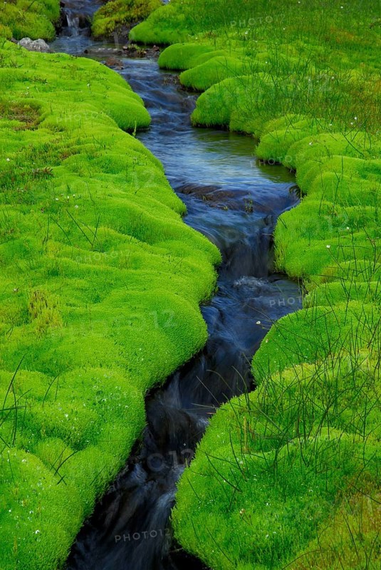 Brook and spring fen (Pohlia wahlenbergii), Wahlenberg Pohlmoos, Iceland, Europe