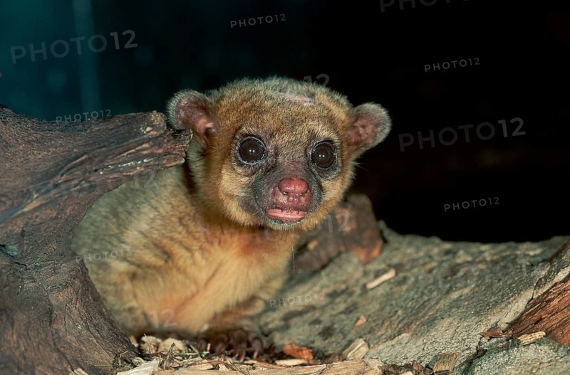 Kinkajou (Potos flavus)