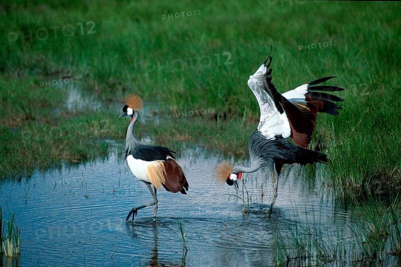 Crowned Cranes, pair, courting, Amboseli national park, Kenya (Balearica pavonina regulorum)
