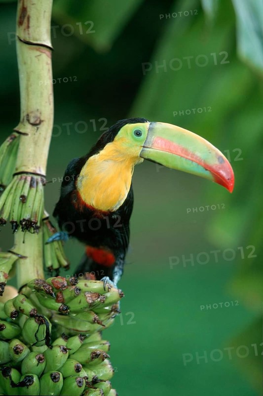 Keel-billed Toucan (Ramphastos sulfuratus), Roatan, Honduras, Central America