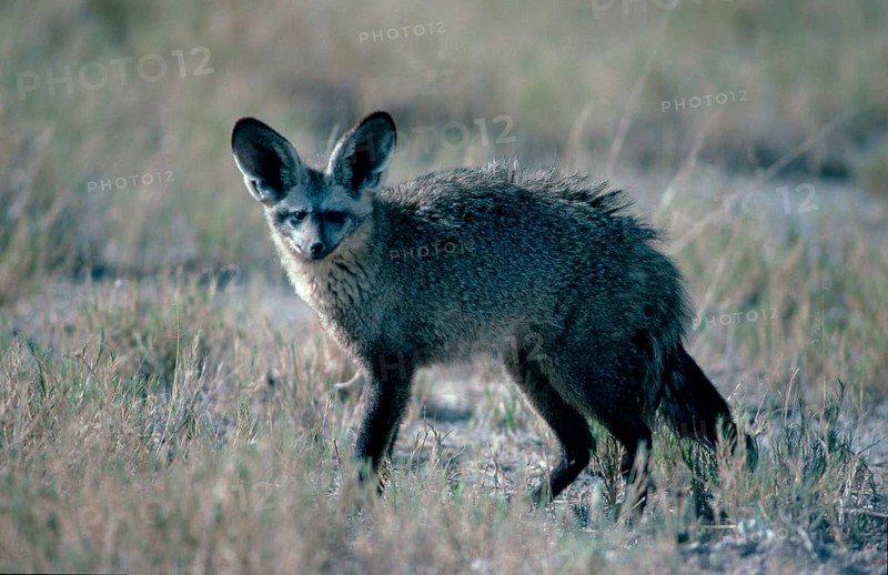 Bat-eared Fox (Otocyon megalotis), side, Etosha national park, Namibia, bat-eared fox, Etosha national park, Namibia, Africa