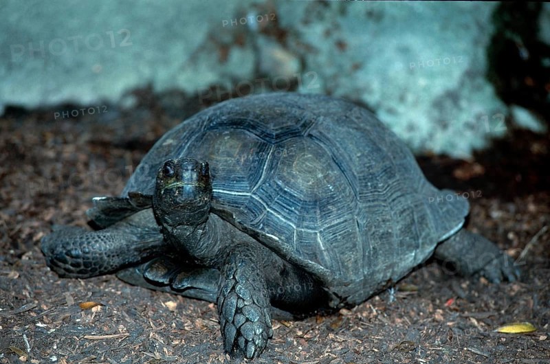 Burmese Brown Tortoise (Geochelone emys)