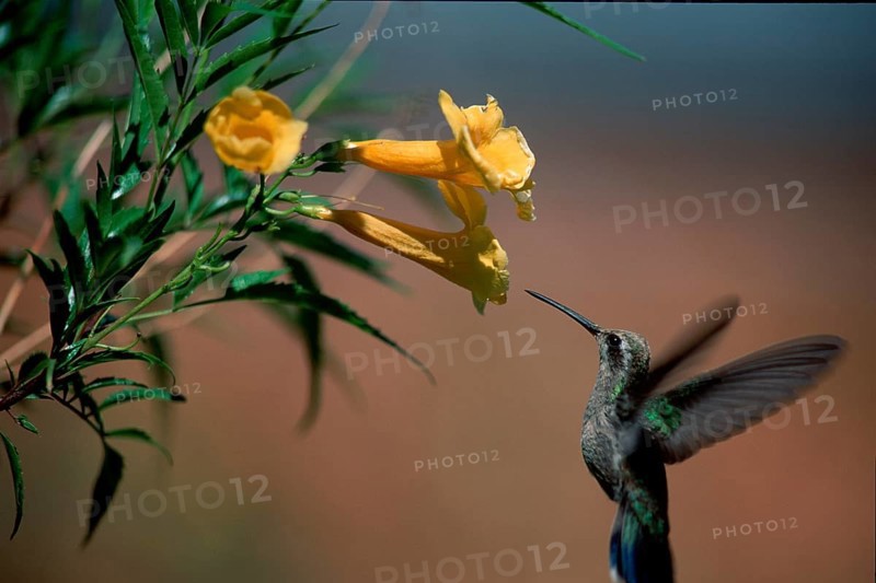Broad-billed Hummingbird (Cynanthus latirostris), young male Sonora desert, Arizona, USA, side, North America