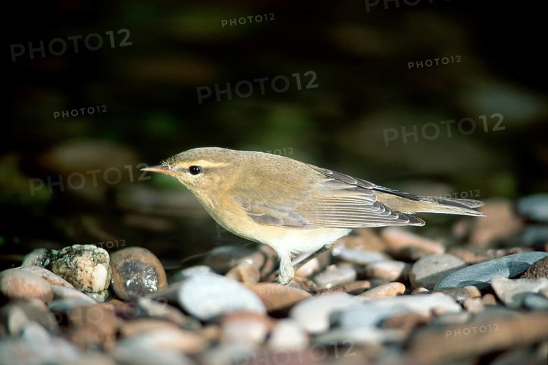 Icterine warbler (Hippolais icterina), Germany, Europe
