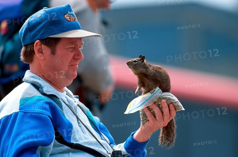 Californian Ground Squirrel (Citellus beecheyi) sitting on man's hand, California, USA, Beechey's Ground Squirrel, North America