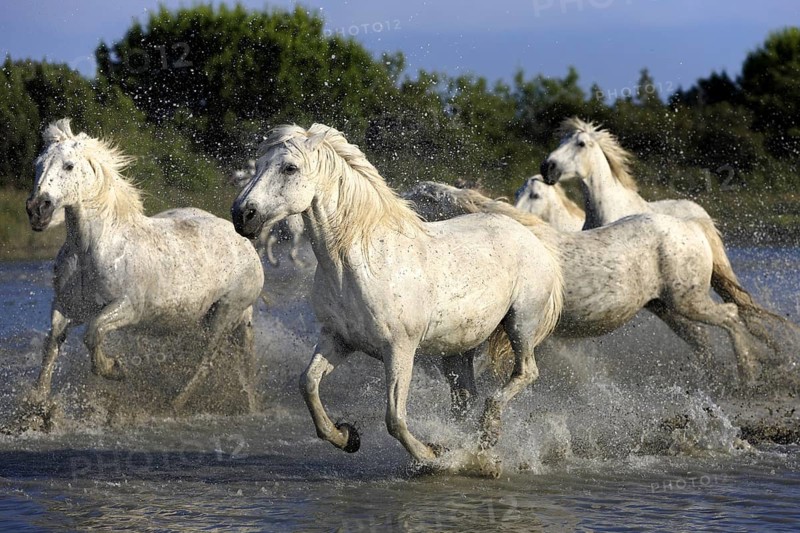 Camargue horses run through water, Camargue, Provence, South of France, Camargue horse, white horse