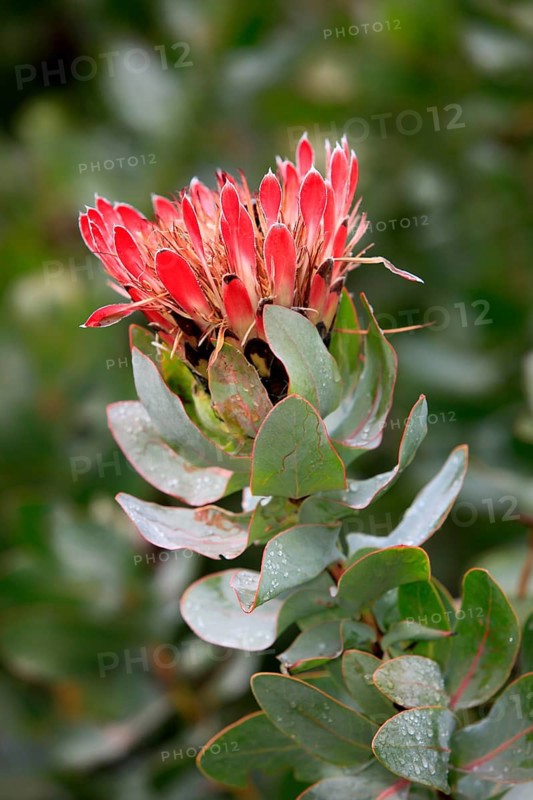 King protea (Protea cynaroides), South Africa, Africa