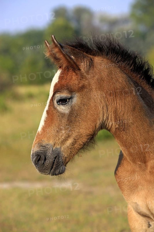 Foal, Camargue, South of France, Camargue horse, Grey, Profile