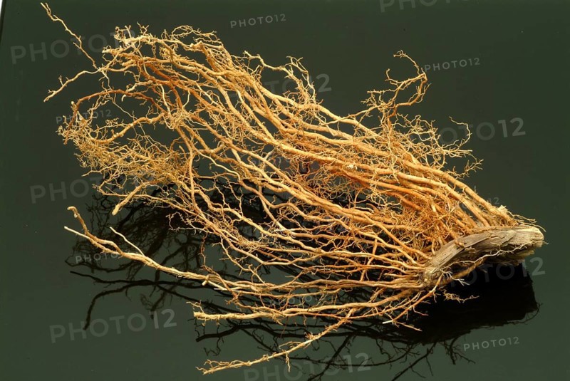 Vetiver, Chrysopogon zizanioides, Andropogon squarrosus, Andropogon muricatus, a sweet grass, is used as incense and as a fixative in perfumery. In naturopathy, vetiver is used for skin problems and nervous tension