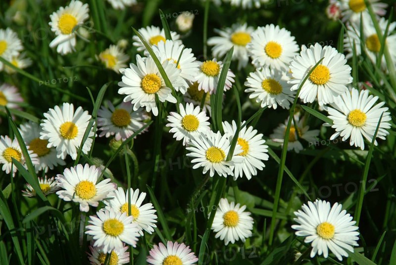 Common daisy (Bellis perennis), medicinal plant, naturopathy classifies the daisy among other things as stimulating the metabolism, expectorant and anti-inflammatory, used e.g. for respiratory and skin diseases as well as injuries. The daisy was named medicinal plant of the year 2017