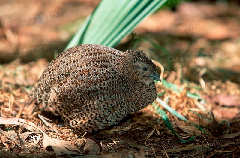 Indian Blue Quail, female (Coturnix chinensis), Chinesische Zwergwachtel, weiblich, Asien, asia, Tiere, animals, Vogel, Huehnervoegel, gallinaceous birds, aussen, outdoor, seitlich, side, Querformat, horizontal, sitzen, sitting, adult Wachtel