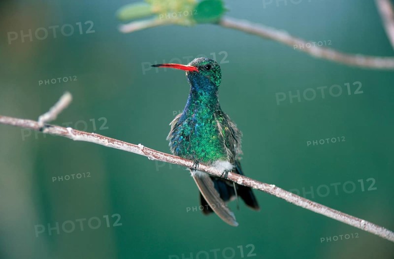 Broad-billed hummingbird (Cynanthus latirostris), male, Arizona, USA, Sonoran Desert, America, america, animals, bird, birds, outdoor, outside, branch, twig, landscape, horizontal, colourful, sitting, adult, North America