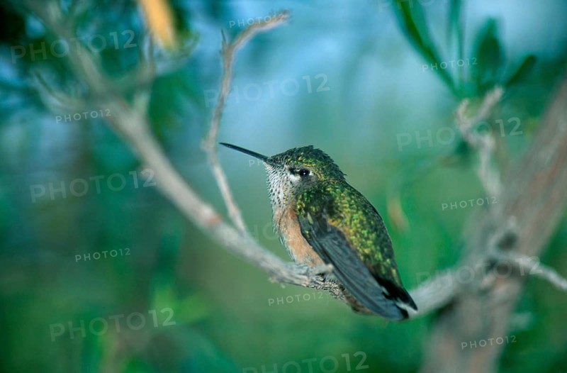 Calliope Hummingbird, male, Sonora desert, Arizona, USA (Stellula calliope), Sternelfe, maennlich, Sonorawueste, Arizona, USA /