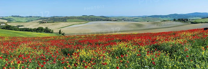 Poppy field near Pienza, Val dOrcia, Orcia Valley, UNESCO World Heritage Site, Siena Province, Tuscany, Italy, Europe