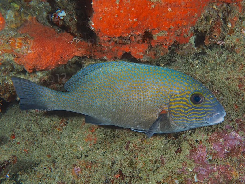 Orange spotted sweetlips (Plectorhinchus flavomaculatus), dive site Sodwana Bay National Park, Maputaland Marine Reserve, KwaZulu Natal, South Africa, Africa