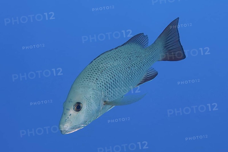 Mangrove red snapper (Lutjanus argentimaculatus), dive site House Reef, Mangrove Bay, El Quesir, Red Sea, Egypt, Africa