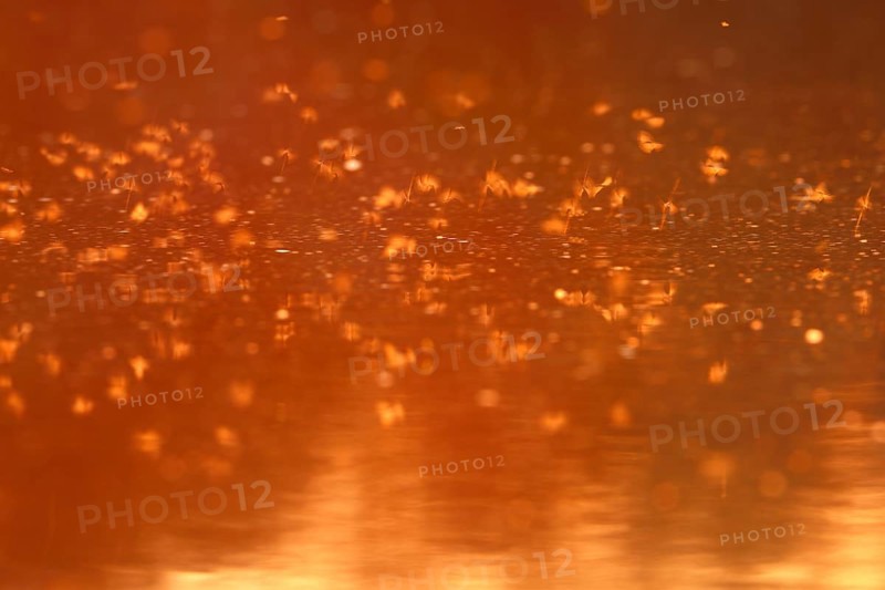 Mayfly (Ephemeroptera), mating dance above the water in the evening light, Naturpark Flusslandschaft Peenetal, Mecklenburg-Western Pomerania, Germany, Europe