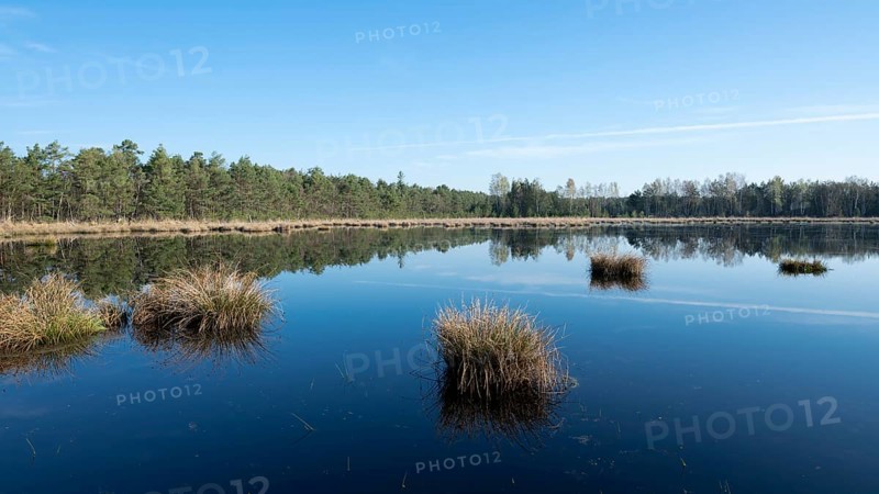 Moorland landscape, renaturalised, peat-covered moorland, Großes Moor nature reserve, Lower Saxony, Germany, Europe