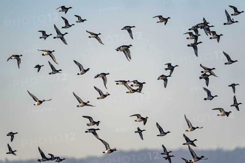 Eurasian Wigeon (Mareca penelope), birds in flight over Marshes at winter time