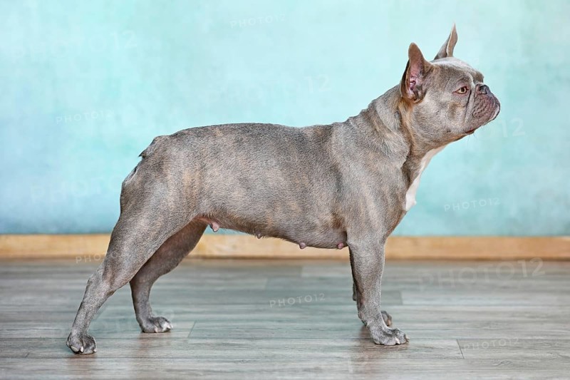 Lilac brindle French Bulldog dog standing in front of wall