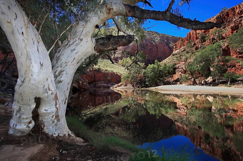 A eucalyptus tree with a white trunk stands at the edge of an oasis in the Australian desert, the blue sky and the red rocks of the desert are reflected on the surface of the water, Simpsons Gap, Australia, Oceania